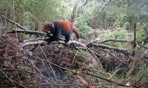 The latest tweets from red panda (@redpandasdaily). Red Panda The Big Blue Trunk