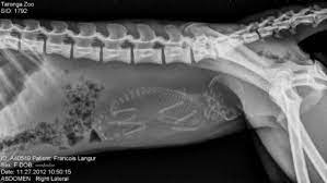 16 X-rays Of Pregnant Animals Make You Feel Bad For Mom Scream Omg Pregnant Dog X Ray Baby Horses