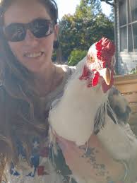 What to do about a rooster's injured foot?