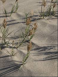 Image result for Sporobolus sanguineus