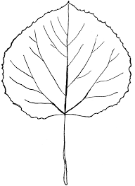 Genus Populus L Aspen Poplar Clipart Etc Aspen Trees Tattoo Aspen Trees Tree Tattoo