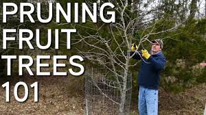 Know the recommended structure for the fruit trees you are growing and pruning. How To Prune Fruit Trees Step By Step Youtube