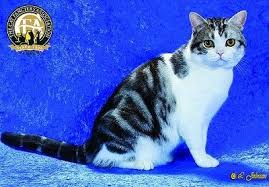 Medium to large in size, it is a working cat in every regard, exhibiting both balance and endurance. American Shorthair The Cat Fanciers Association Inc