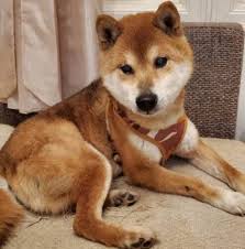 Search for text in self post contents. é–€å€‰å¥ã®è‡ªå®…ã‚„å­ä¾›ã¯ ãƒãƒ³å¤ªã‚„å­« Wiki å€Ÿé‡'ã‚„çŠ¯ç½ª æ‹‰è‡´äº‹æ•…ã‹ ã‚­ãƒ£ãƒƒãƒã‚¹ãƒšãƒ¼ã‚¹