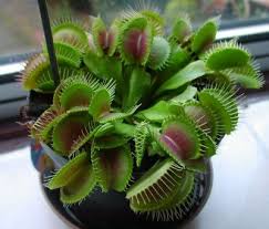 Just like every animal and plant on the planet each venus flytrap has a life span which has a beginning and an end. Venus Flytrap Problems Tips On Getting A Venus Flytrap To Close Venus Flytrap Plant Venus Fly Trap Carnivorous Plants