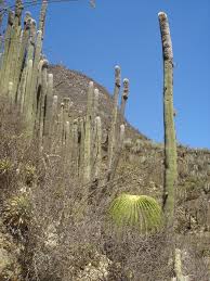 Image result for Cephalocereus