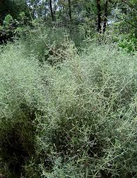 Image result for Stoebe