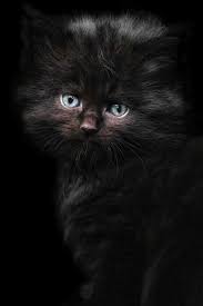 The only exception is if your cat's fur is dark (black). Hd Wallpaper Long Fur Black Kitten Photography Cat Maine Coon Cat Portrait Wallpaper Flare