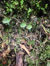 Image result for Ozoroa viridis