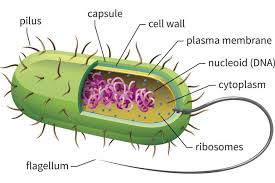 Bacterial Cell Structure Prokaryotic Cell Cell Organelles Prokaryotes
