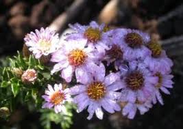 Image result for Athrixia phylicoides