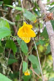 Image result for Sida rhombifolia