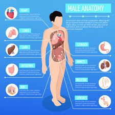 Human organs facts, faqs and list faqs about internal human organs. Free Vector Male Anatomy Isometric Illustration With Infographic Model Of Human Body And Description Of Internal Organs