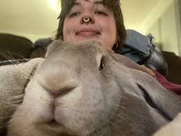 Rehoming English Lop Rabbit in Austin, Texas