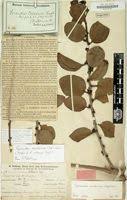 Image result for Agelanthus sansibarensis