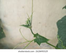 Image result for Zehneria parvifolia