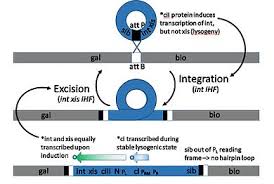 3 the phage particle consists of a head (also known as a capsid ), a tail, and tail fibers (see image of virus below). Lambda Phage Wikipedia