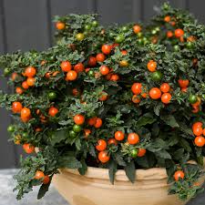 Image result for Solanum