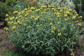 Image result for Phlomis fruticosa