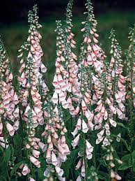» search the foxgloves database: Digitalis Apricot Beauty Bluestone Perennials