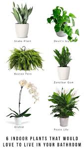 6 Indoor Plants That Would Love To Live In Your Bathroom Hanging Plants Indoor Hanging Plants Inside Plants