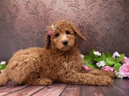 Ask us if this is a possibility for you. Goldendoodle Puppies Pet City Pet Shops