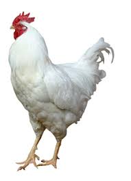 The cornish cross, or broiler is a hybrid breed crossing a cornish with a plymouth rock. Cornish Rock Breed Information