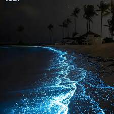 The Trending Indian 🇮🇳 | On Friday night, the East Coast Road beach in  Chennai lit up with glowing blue waves due to bioluminescence, a phenomenon  where marine... | Instagram