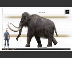 Image result for mammuthus primigenius