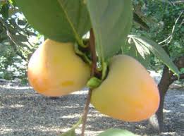 Image result for Diospyros lycioides subsp. lycioides-sericea intermediates