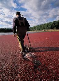 Ocean Spray Brings Its Bog To The 2013 Epcot International Food Wine Festival