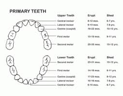 Tooth Eruption Chart Sound Family Medicine
