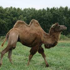 According to child welfare information gateway, working with a private agency to adopt a healthy newborn or baby or to adopt from another country can cost $5,000 to $40,000. Bactrian Camel Annual Cost Of Care Aikman Wildlife Adventure