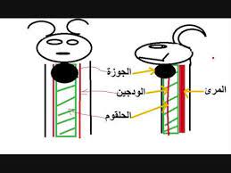 تعلم كيفية الذبح في المذهب المالكي الطالب البشير youtube