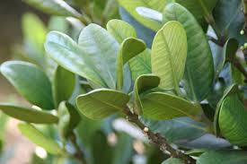 Image result for Garcinia punctata