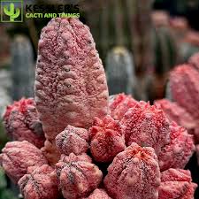 Image result for Stolzia kalkhof-roseae