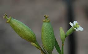 Image result for Montinia