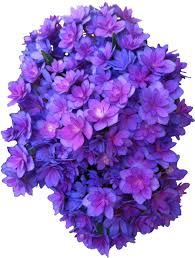 Ftd®, a premier provider of beautiful floral arrangements & flower bouquets since 1910. Violet Flower Png Real Purple Flower Png Transparent Cartoon Jing Fm