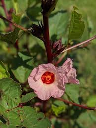 Image result for Hibiscus sabdariffa