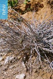 Image result for Adenia kirkii