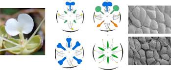 Image result for Englerodendron mengei