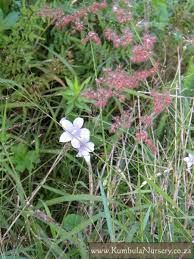 Image result for Wahlenbergia ramosissima