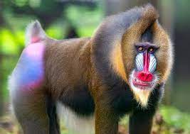 🔥 This Mandril 🔥 : r/NatureIsFuckingLit