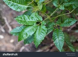 Image result for Vitex ferruginea
