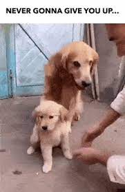 Pin By Roni On Cute 3 Cute Baby Animals Baby Puppies Cute Animals