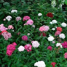 Sweet William Seeds Tall Single Mix Buy In Packets Or Bulk At Edenbrothers Com Sweet William Flower Seeds Dianthus Flowers