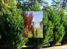 Le cyprès hybride de leyland est aujourd'hui l'arbre le plus utilisé pour réaliser des haies très vigoureux et résistant aux maladies, le cyprès hybride de leyland se prête très bien à la taille. Maladie Du Cypres Qui Deperit Un Chancre Redoutable