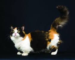 They enjoy games and playing with toys but they also love to cuddle up to their companions and lounge the day away. Munchkin Cat Breed Profile Petfinder