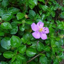 Image result for Heterotis rotundifolia