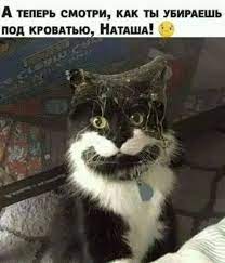 Смешные картинки про котов: А теперь смотри, как ты убираешь под кроватью!  — Анекдоты без мата и пошлости